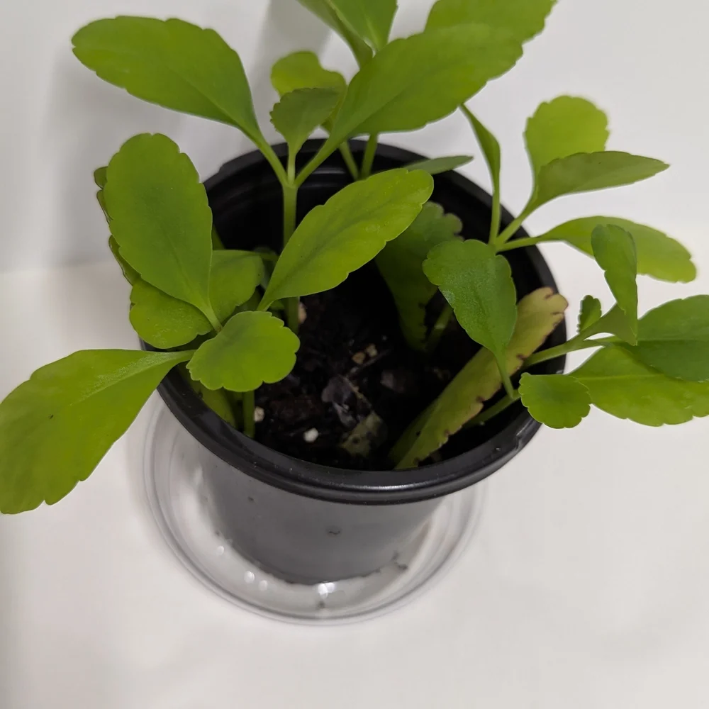 Kalanchoe Pinnata Leaves To Grow Organic Plants..Reptile Habitat Accessory